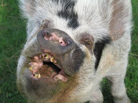 pics of ugly pigs